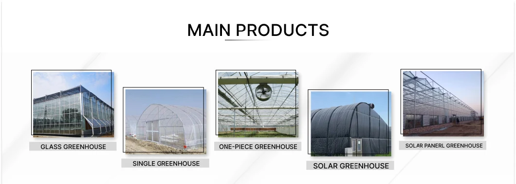 Series Plastic Film Greenhouses for Plants and Flowers